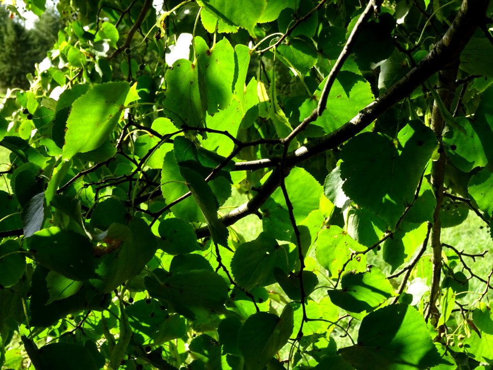 Tilleul de Chine, Tilia chinensis, Tiliacées, Arboretum de… 