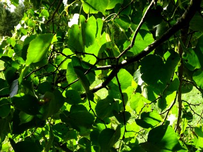 Tilleul de Chine, Tilia chinensis, Tiliacées, Arboretum de… 