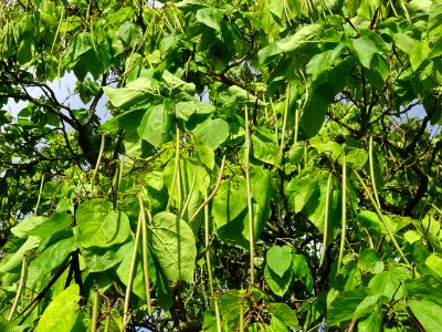 Catalpa boule, Catalpa bungei, Bignogniacées, Arboretum de… 