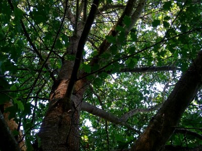 Tronc et branches du Chêne de Shumard, Quercus shumardii, … 