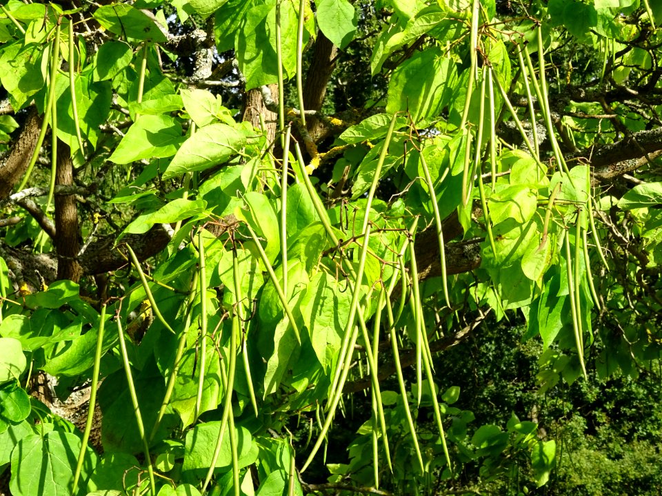 Catalpa boule, Catalpa bungei, Bignogniacées, Arboretum de… 