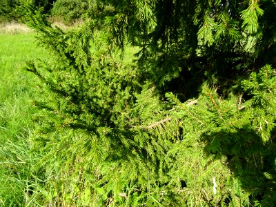 Epicéa de Sibérie, Picea obovata, Pinacées, Arboretum de C… 