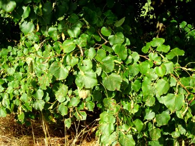 Tilleul de Chine, Tilia chinensis, Tiliacées, Arboretum de… 