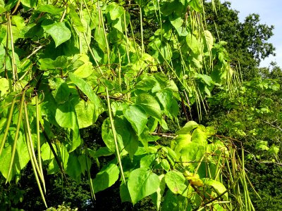 Catalpa boule, Catalpa bungei, Bignogniacées, Arboretum de… 