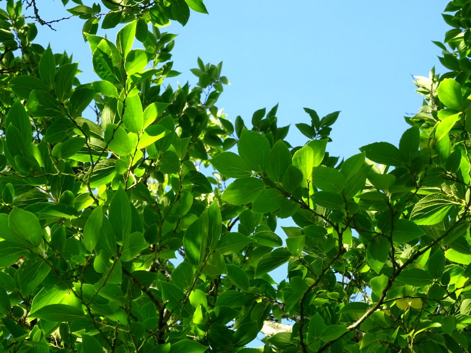 Micocoulier de Corée, Celtis biondii 'Pampan', Ulmacées, A… 
