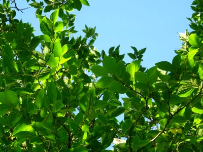 Micocoulier de Corée, Celtis biondii 'Pampan', Ulmacées, A… 
