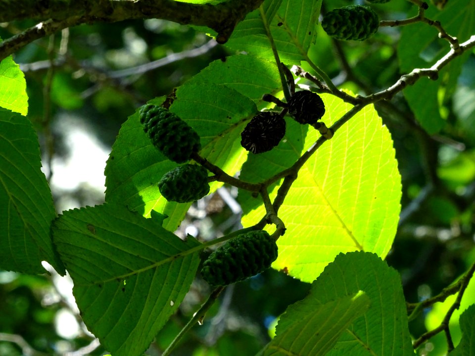 Châtons femelles globuleux, verts et d'autres secs de l' A… 