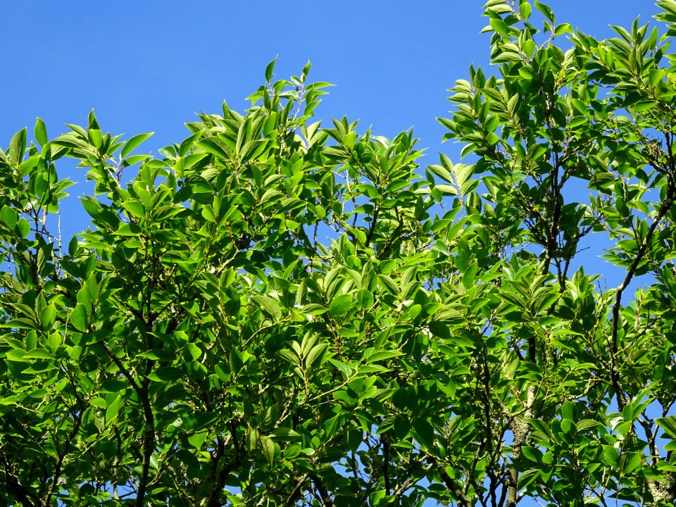 Micocoulier de Corée, Celtis biondii 'Pampan', Ulmacées, A… 