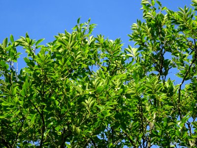 Micocoulier de Corée, Celtis biondii 'Pampan', Ulmacées, A… 