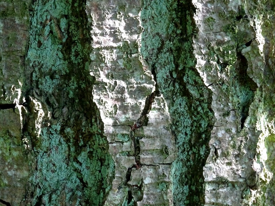 Ecorce de l' Aulne blanc, Alnus incana, Betulacées, Arbore… 