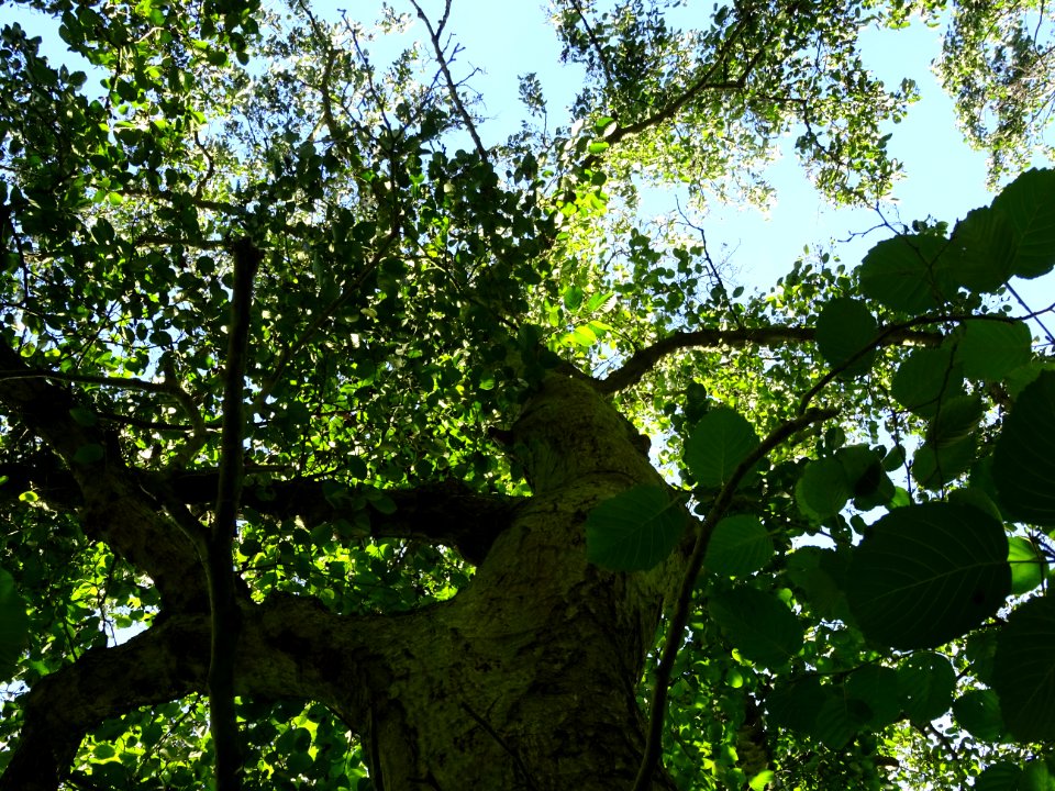 Tronc et branches de l' Aulne blanc, Alnus incana, Betulac… 
