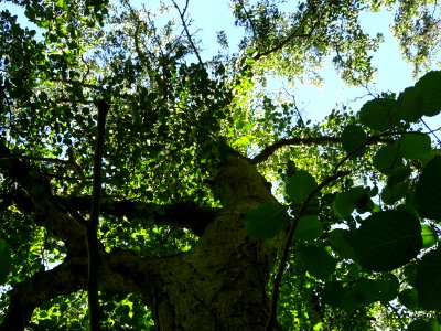 Tronc et branches de l' Aulne blanc, Alnus incana, Betulac… photo