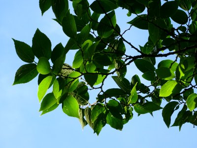 Micocoulier de Corée, Celtis biondii 'Pampan', Ulmacées, A… 