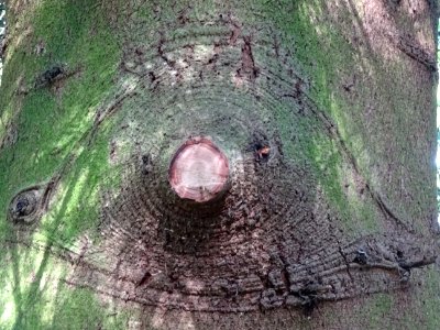 Ecorce du Sapin de Grèce, Abies cephalonica,Pinacées, Arbo… 