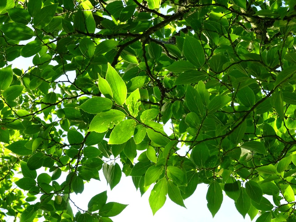 Micocoulier de Corée, Celtis biondii 'Pampan', Ulmacées, A… 