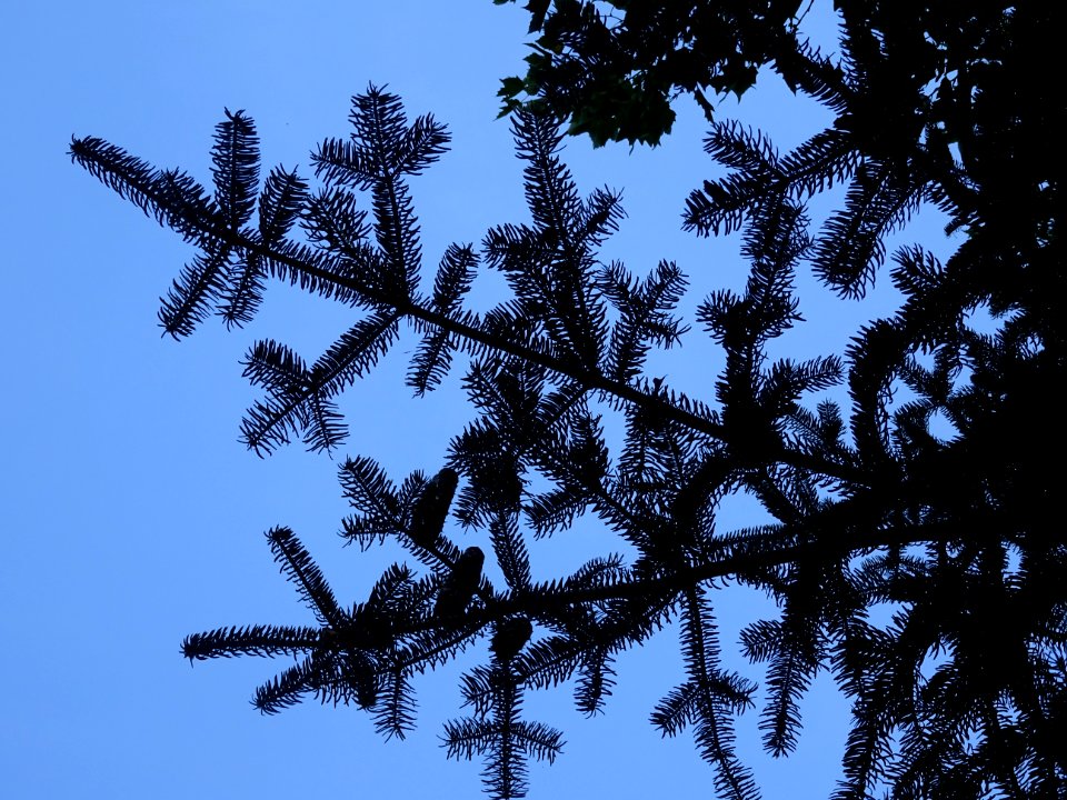 Sapin de Grèce, Abies cephalonica,Pinacées, Arboretum de C… 