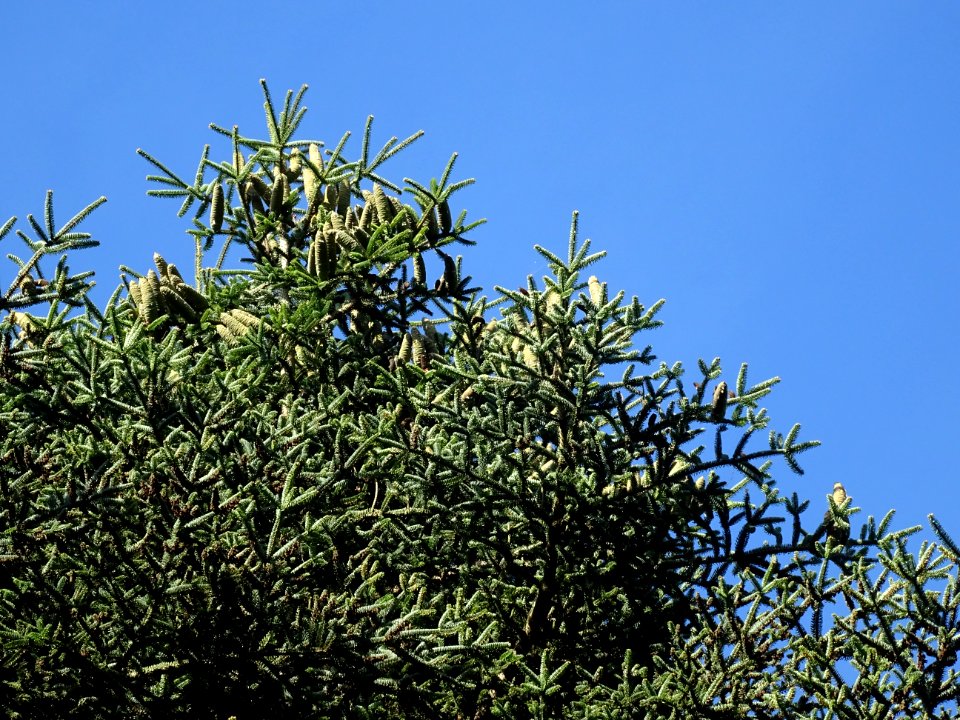Sapin de Grèce, Abies cephalonica,Pinacées, Arboretum de C… 
