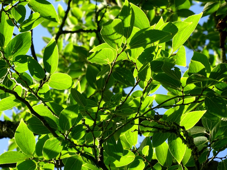 Micocoulier de Corée, Celtis biondii 'Pampan', Ulmacées, A… 