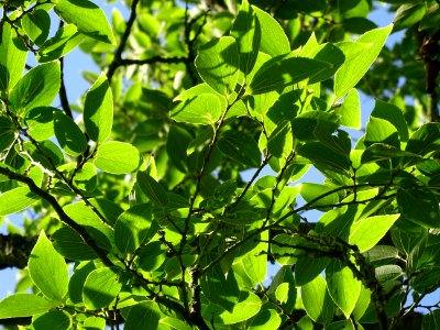 Micocoulier de Corée, Celtis biondii 'Pampan', Ulmacées, A… 