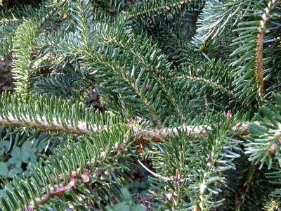 Sapin de Grèce, Abies cephalonica,Pinacées, Arboretum de C… 