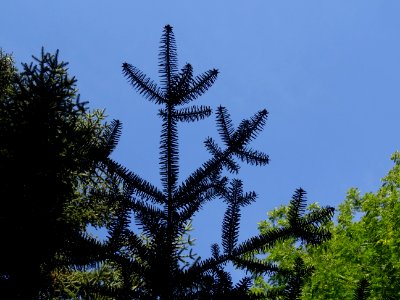 Sapin de Grèce, Abies cephalonica,Pinacées, Arboretum de C… 