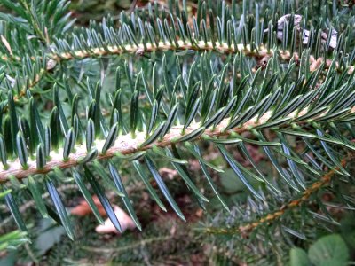 Sapin de Grèce, Abies cephalonica,Pinacées, Arboretum de C… 