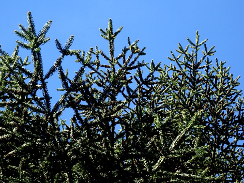 Sapin de Grèce, Abies cephalonica,Pinacées, Arboretum de C… 