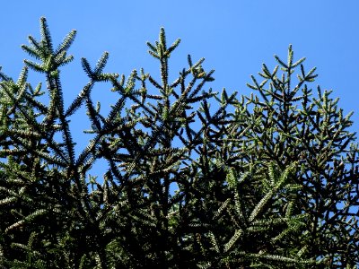 Sapin de Grèce, Abies cephalonica,Pinacées, Arboretum de C… 