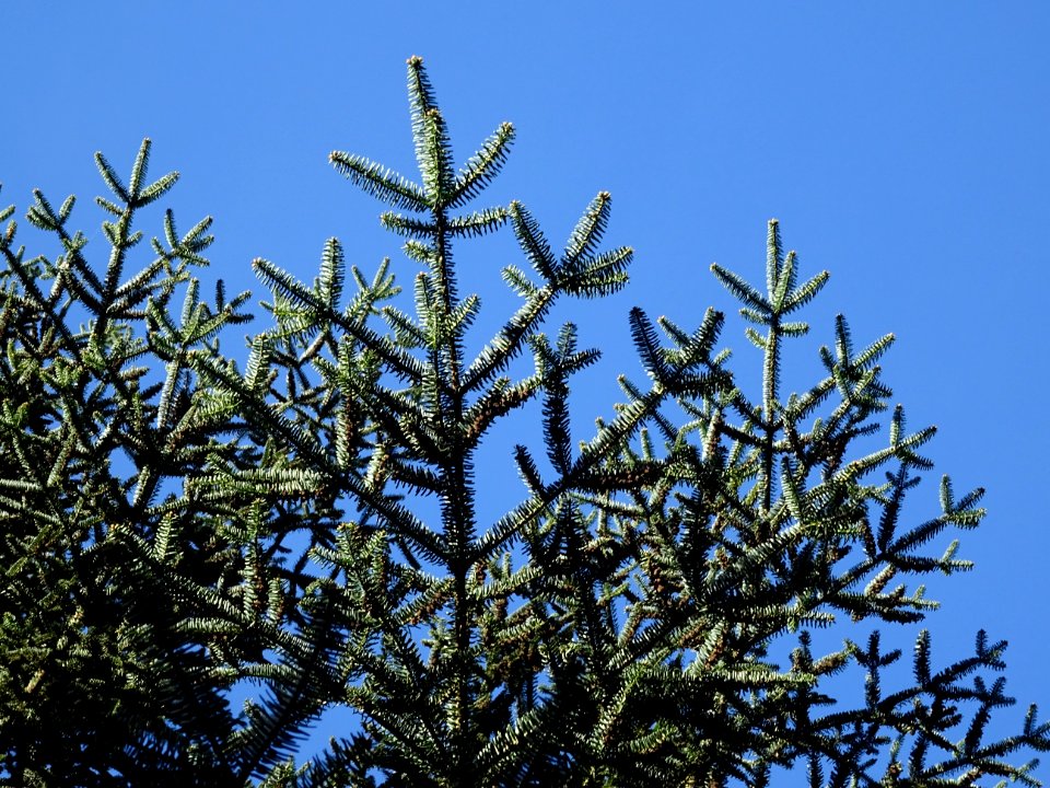 Sapin de Grèce, Abies cephalonica,Pinacées, Arboretum de C… 