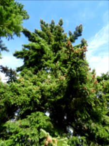 Sapin de Douglas, Pseudotsuga menziesii, Pinacées, Arboret… 