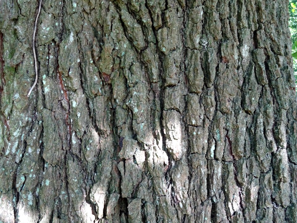 Ecorce de l' Aulne de Corse ou Aulne à feuilles en coeur, … 