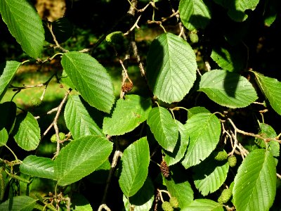 Châtons femelles globuleux globuleux, verts et d'autres se… 