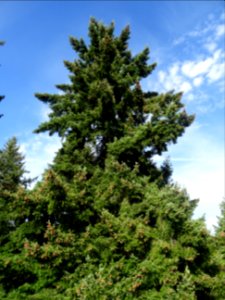Sapin de Douglas, Pseudotsuga menziesii, Pinacées, Arboret… 