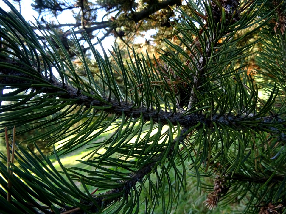 Pin à crochets, Pinus uncinata, Pinacées, Arboretum de Chè… 