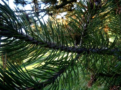 Pin à crochets, Pinus uncinata, Pinacées, Arboretum de Chè… 