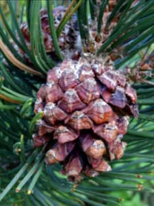 Cône femelle du Pin à crochets, Pinus uncinata, Pinacées, … 