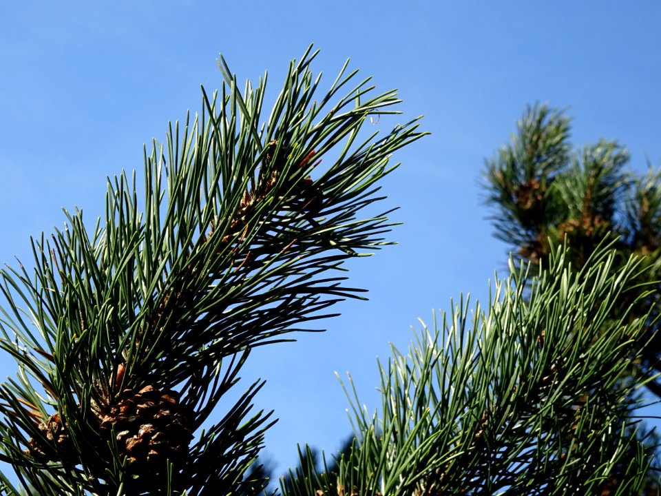 Pin à crochets, Pinus uncinata, Pinacées, Arboretum de Chè… 