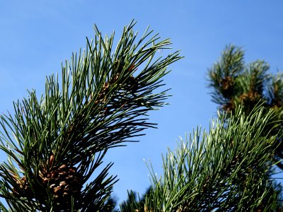Pin à crochets, Pinus uncinata, Pinacées, Arboretum de Chè… 