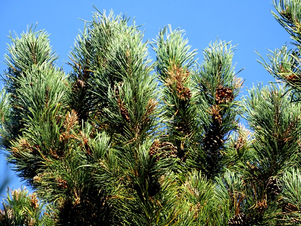Pin à crochets, Pinus uncinata, Pinacées, Arboretum de Chè… 