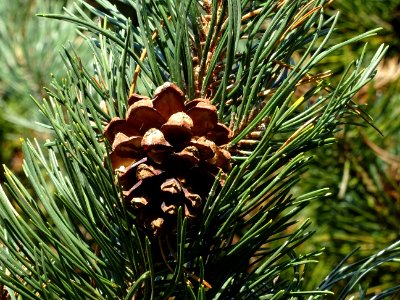 Cône femelle du Pin à crochets, Pinus uncinata, Pinacées, … 
