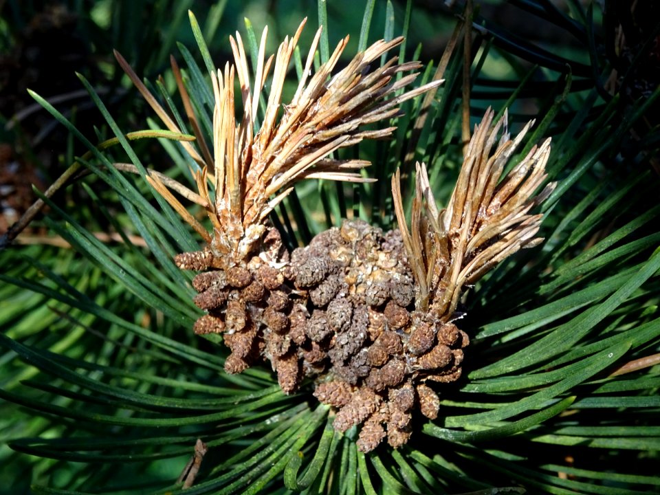 Cônes mâles du Pin à crochets, Pinus uncinata, Pinacées, A… 