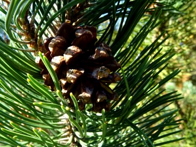 Cône femelle du Pin à crochets, Pinus uncinata, Pinacées, … 