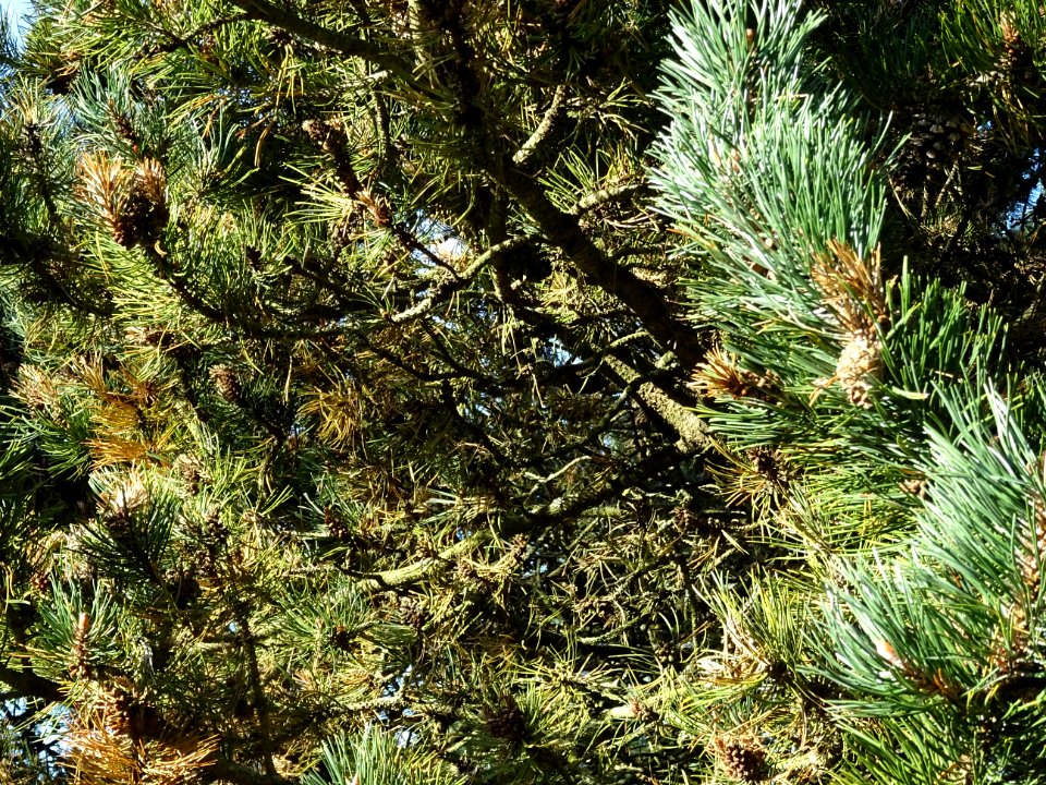 Pin à crochets, Pinus uncinata, Pinacées, Arboretum de Chè… 
