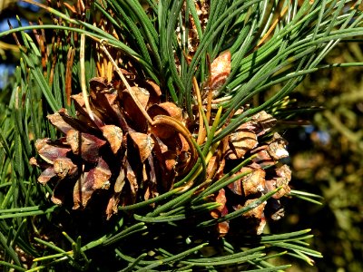 Cônes femelles du Pin à crochets, Pinus uncinata, Pinacées… 