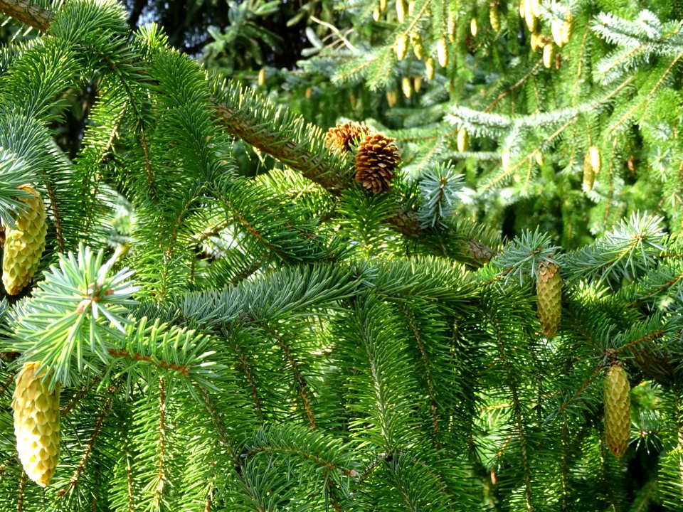 Cônes de l' Epinette de Sitka, Picea sitchensis, Pinacées,… 