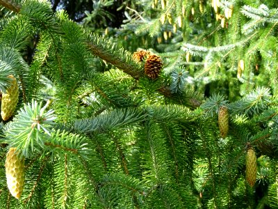 Cônes de l' Epinette de Sitka, Picea sitchensis, Pinacées,… 