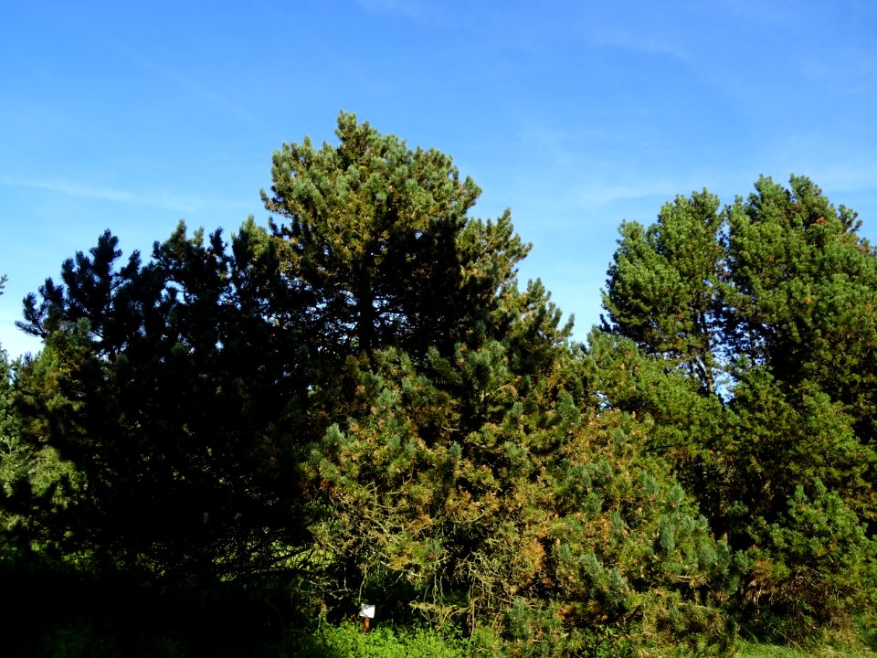 Pin à crochets, Pinus uncinata, Pinacées, Arboretum de Chè… 