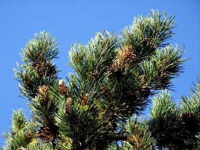 Pin à crochets, Pinus uncinata, Pinacées, Arboretum de Chè… 