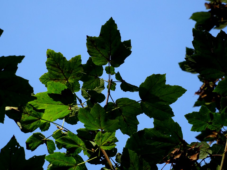 Erable à feuilles d'obier ou Erable Duret, Acer opalus, Ac… 