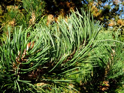 Pin à crochets, Pinus uncinata, Pinacées, Arboretum de Chè… 